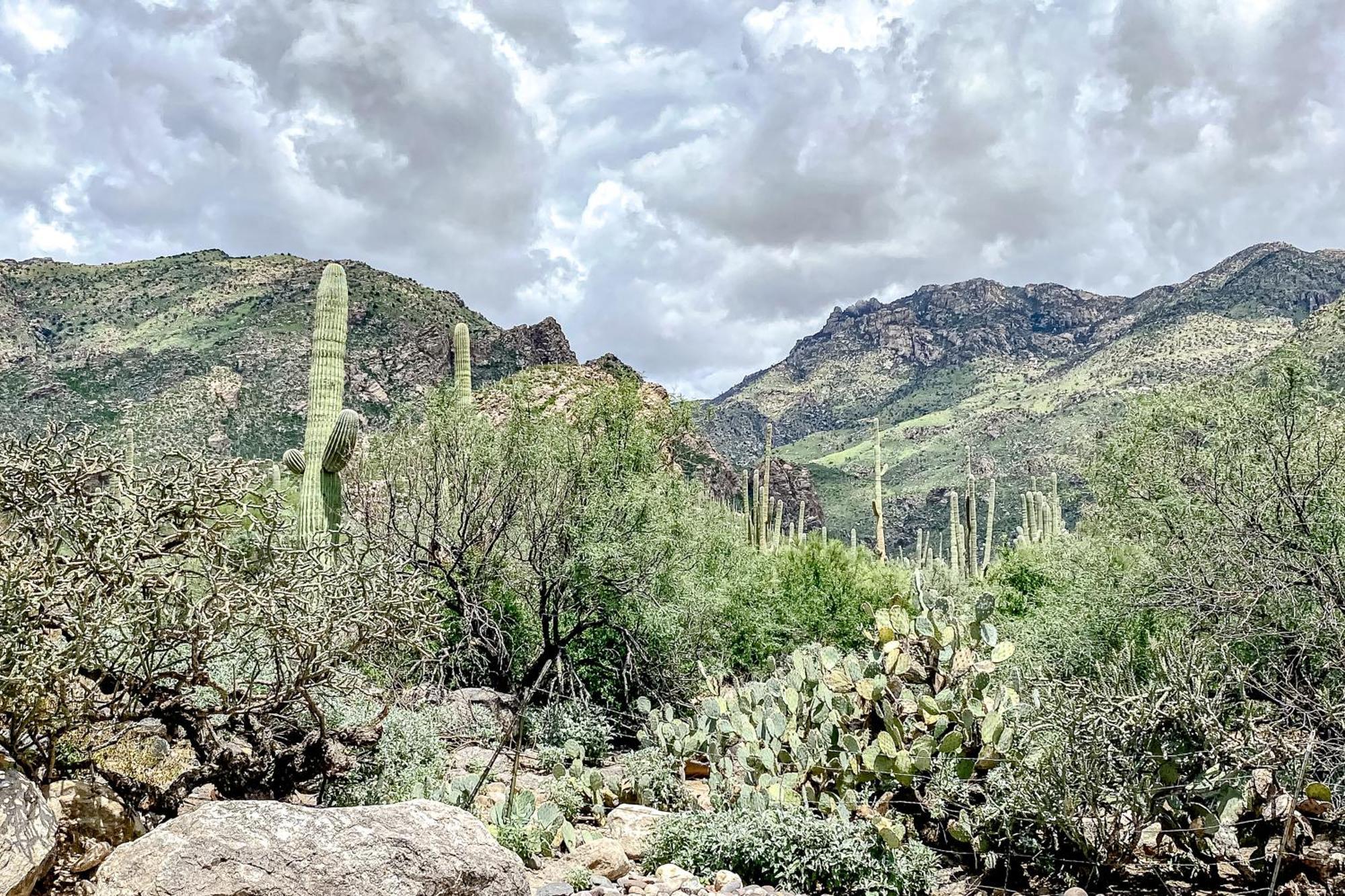 Canyon View Tucson Habitación foto